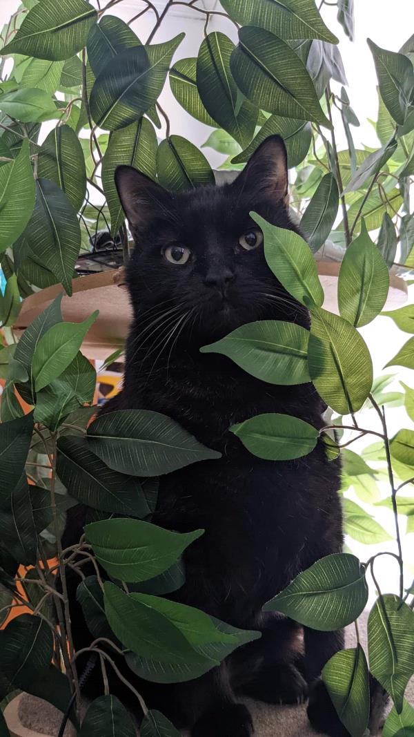 /Images/uploads/Canopy Cat Rescue/kittystarofccr/entries/27942thumb.jpg